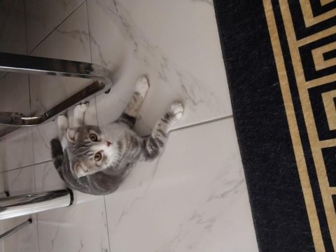 Yavru ve eğitimli scottish fold