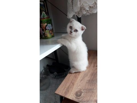 2 aylık anne scottish fold baba british orijinal ırk