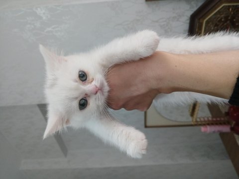 Kar beyaz british shorthair yavrumuz