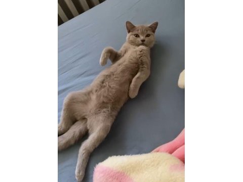 Kedimiz bellaya yuva