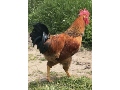 Gsg wyandotte saso horoz