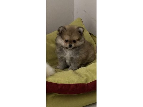 2.5 aylık erkek pomeranian bebekler