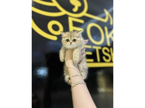 Safkan british shorthair golden yavrular