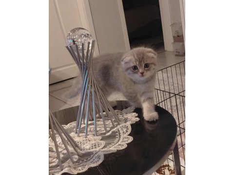 Scottish fold dişi