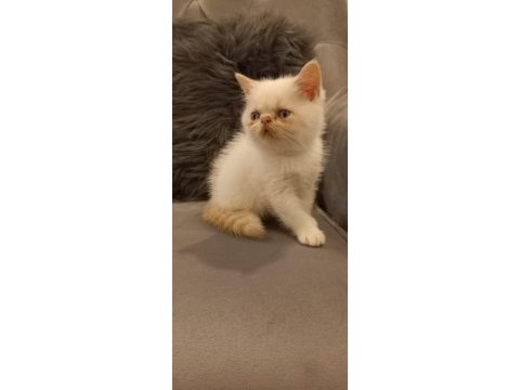 Exotic shorthair yavrular