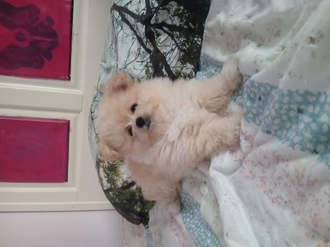 1.5 aylık pomeranian ayı surat sarı tüylü