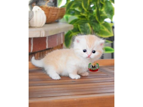 Munchkin cüce kedimiz erkek