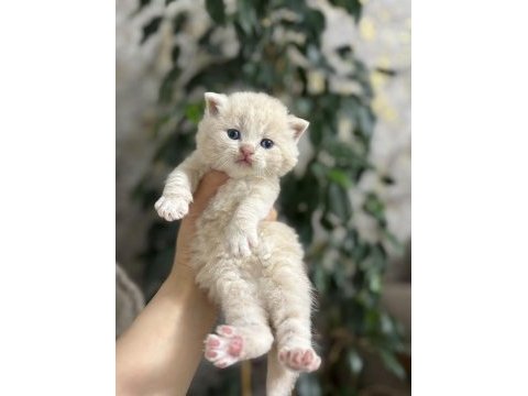 British shorthair yavru