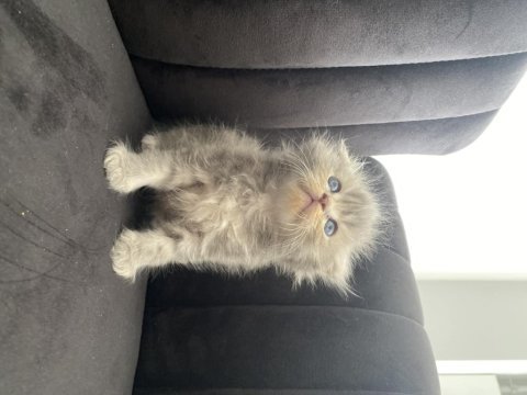 Scottish fold longhair