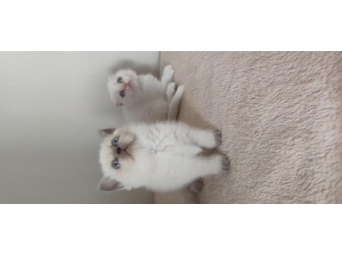 British shorthair yavrular