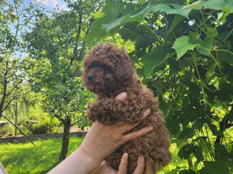 Mini toy poodle red brown