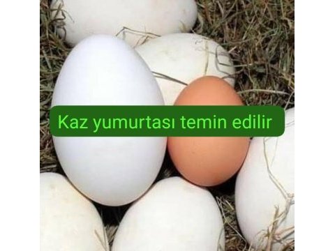 Çerkezköyde kaz yumurtası