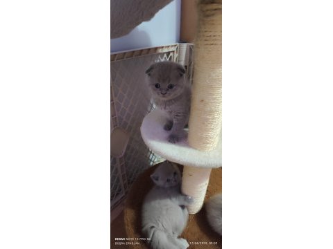 British shorthair ve scottish fold yavrular
