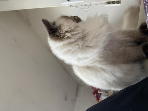 9 aylık erkek kedimiz