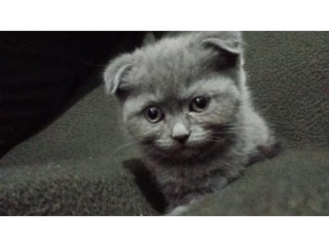 2 aylık scottish fold