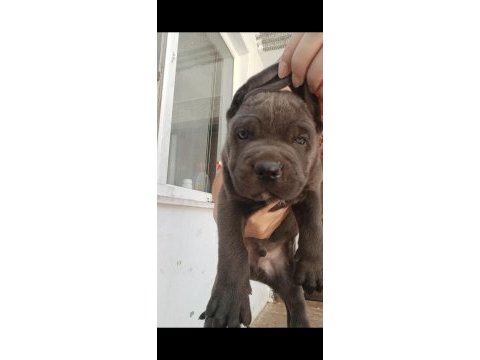 Blue ve siyah cane corsolarım