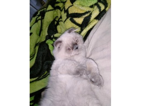 Exotic longhair acil