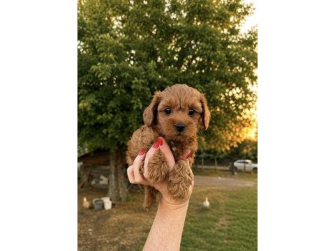 Red kore micro teacup maltipoo