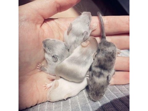 Lab - rat - dumbo rat - panda mice adrese teslim mevcut