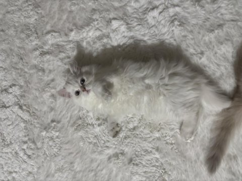 British longhair yavrularımız yeni sahiplerini arıyor