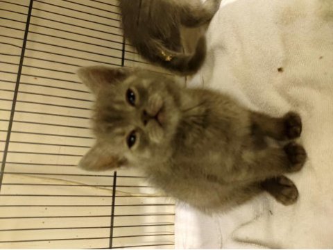 British longhair yavru