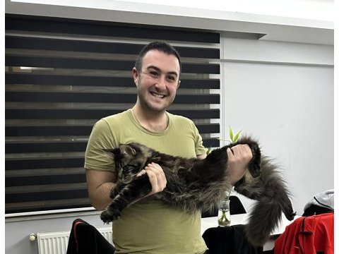 Şecereli erkek maine coon