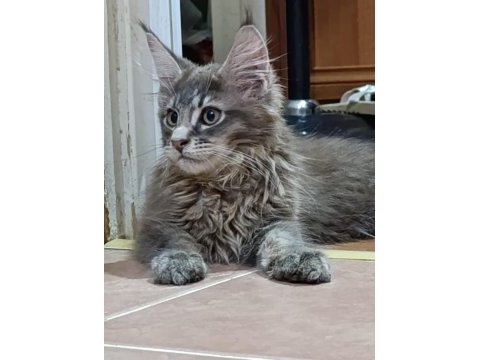 Xxl dev maine coon iri kan hattı