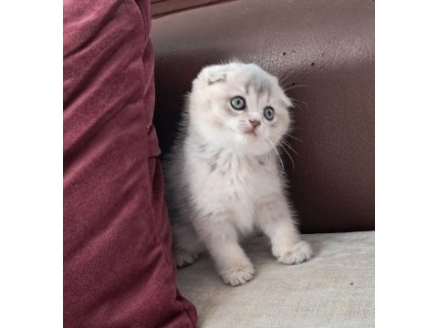 Scottish fold golden dişi