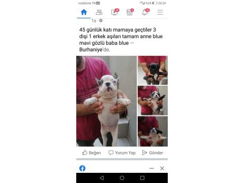 French buldog yavruları