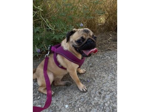 Pug köpeği dişi