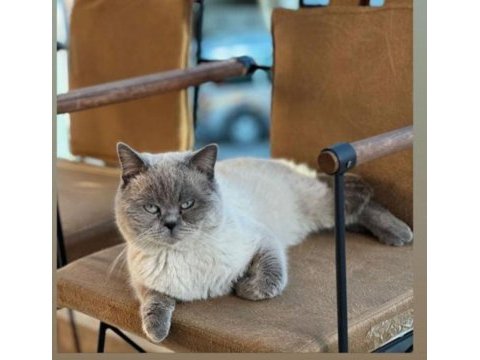 Son 1 yavru scottish fold