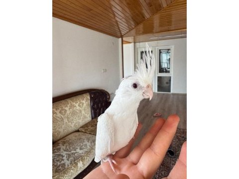 2 aylık albino sultan papağanı