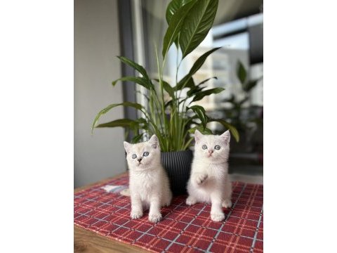 Brıtısh shorthair sılver yavrularım 