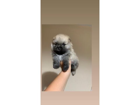Teacup pomeranianboo erkek bebeğim
