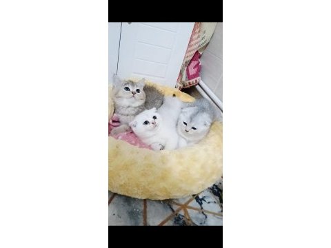 Safkan a kalite scottish fold bebeklerim