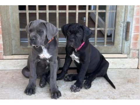 Muhteşem cane corso bebekler güvenli kapıya teslim
