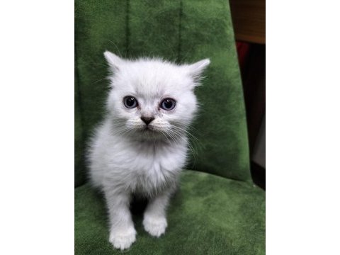 Sağlıklı british shorthair blue point yavrum