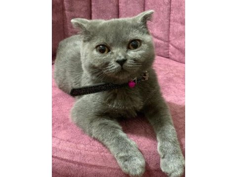 Sevimli dostumuza sıcak yuva scottish fold