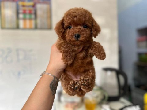 Toy poodle teacup 0 boy