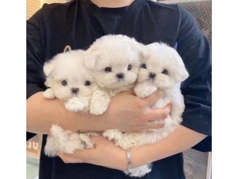 Maltese terrier sıfır numara xs büyümeyen yaramazlar