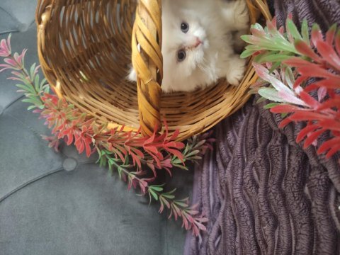 Pamuk şeker kediler