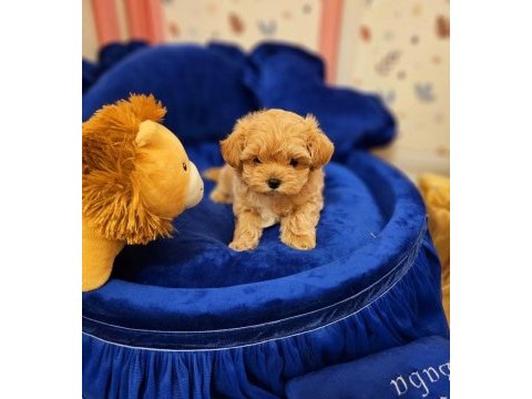 Tea cup ve 0 numara maltipoo yavrular