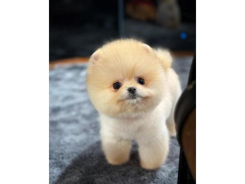 Safkan oyuncu kore pomeranian yavrularımız