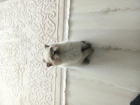 Scottish fold erkek yavrular