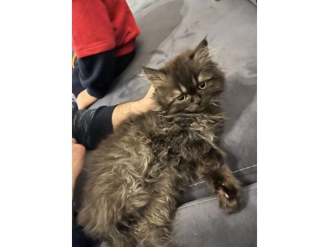 British longhair dişi yavru