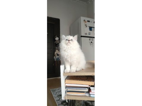 British longhair kedilerim