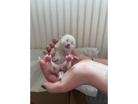 Scottish fold blue point yavru bebek
