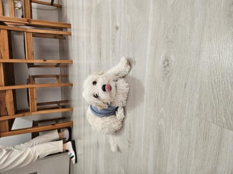 Dünya güzeli orjinal maltipoo yavrum