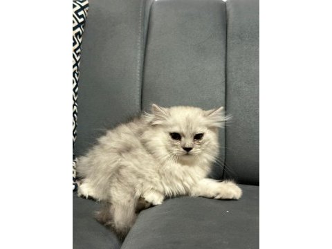 Scottish fold ve british kardeşler