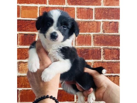 Zeki sağlıklı ve ırk garantili border collie yavruları